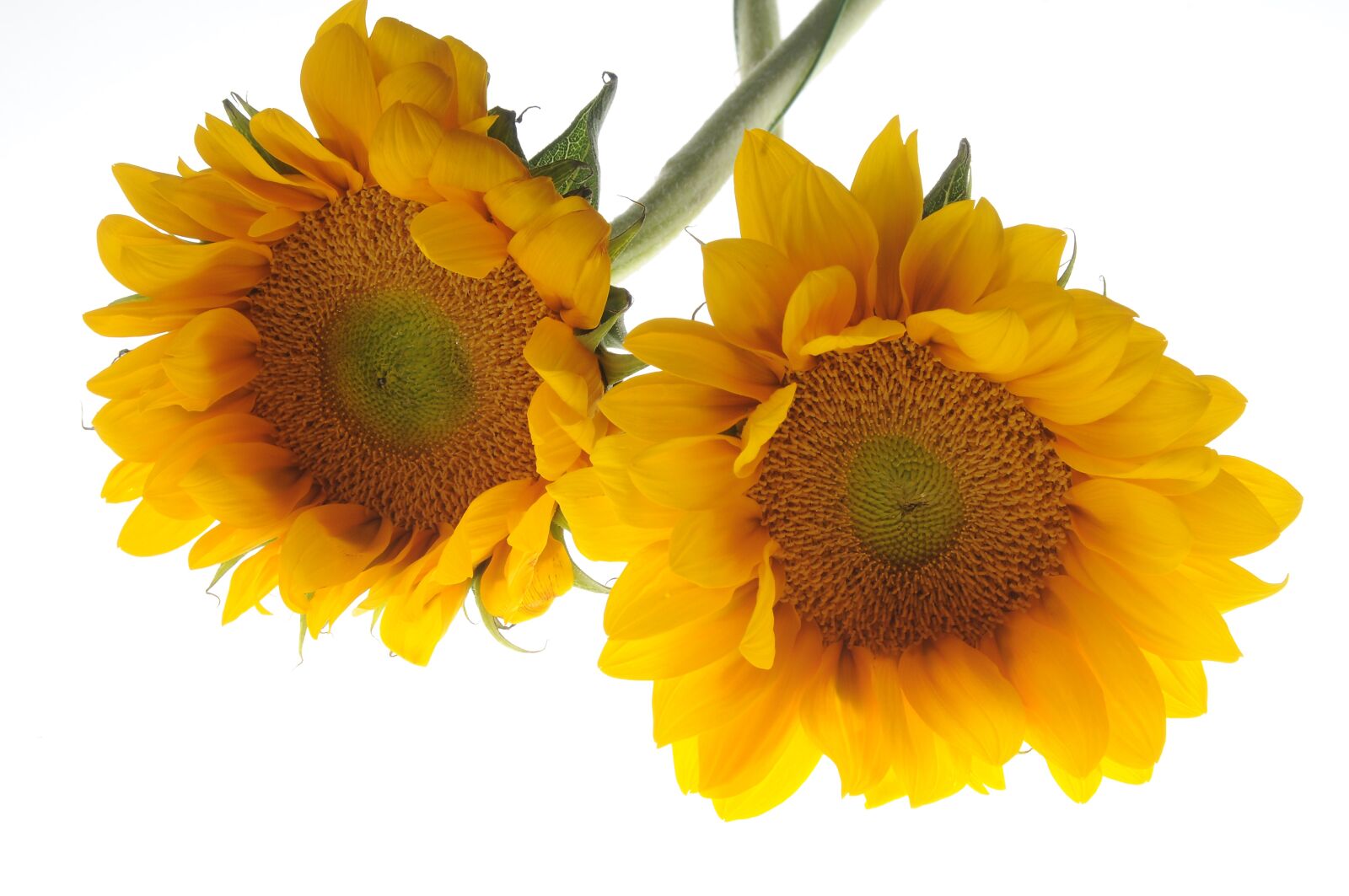 Nikon D300 sample photo. Sunflower, flower, yellow photography