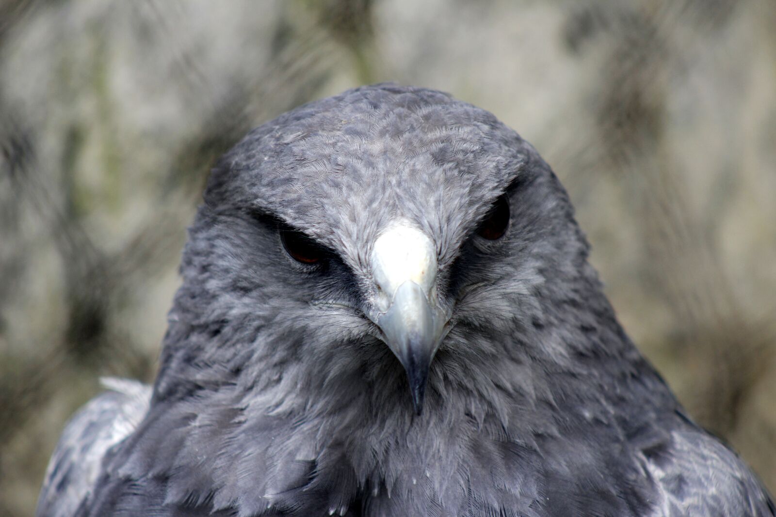 Canon EF 75-300mm f/4-5.6 sample photo. Aguila, ave, wings photography