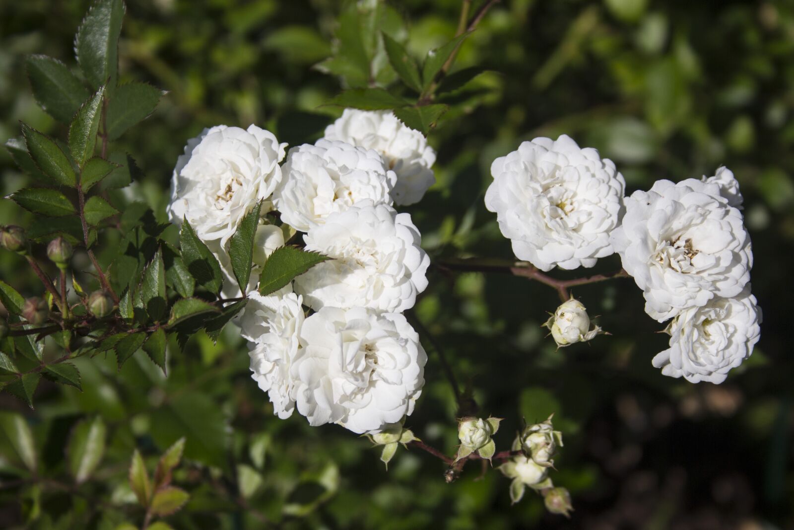 Canon EF-S 18-55mm F3.5-5.6 II sample photo. Flowers, flower garden, bloom photography