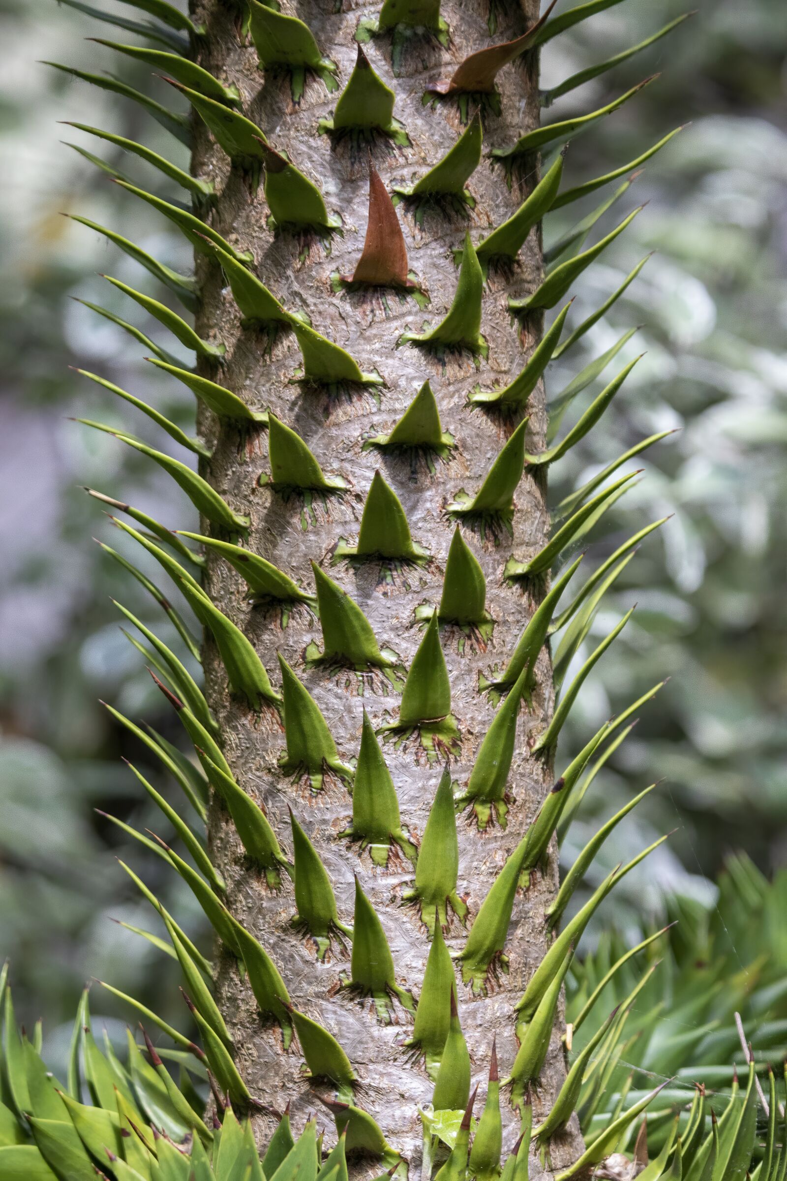 Sigma 100-400mm F5-6.3 DG OS HSM sample photo. Monkey-puzzle-tree, detail, thorns photography