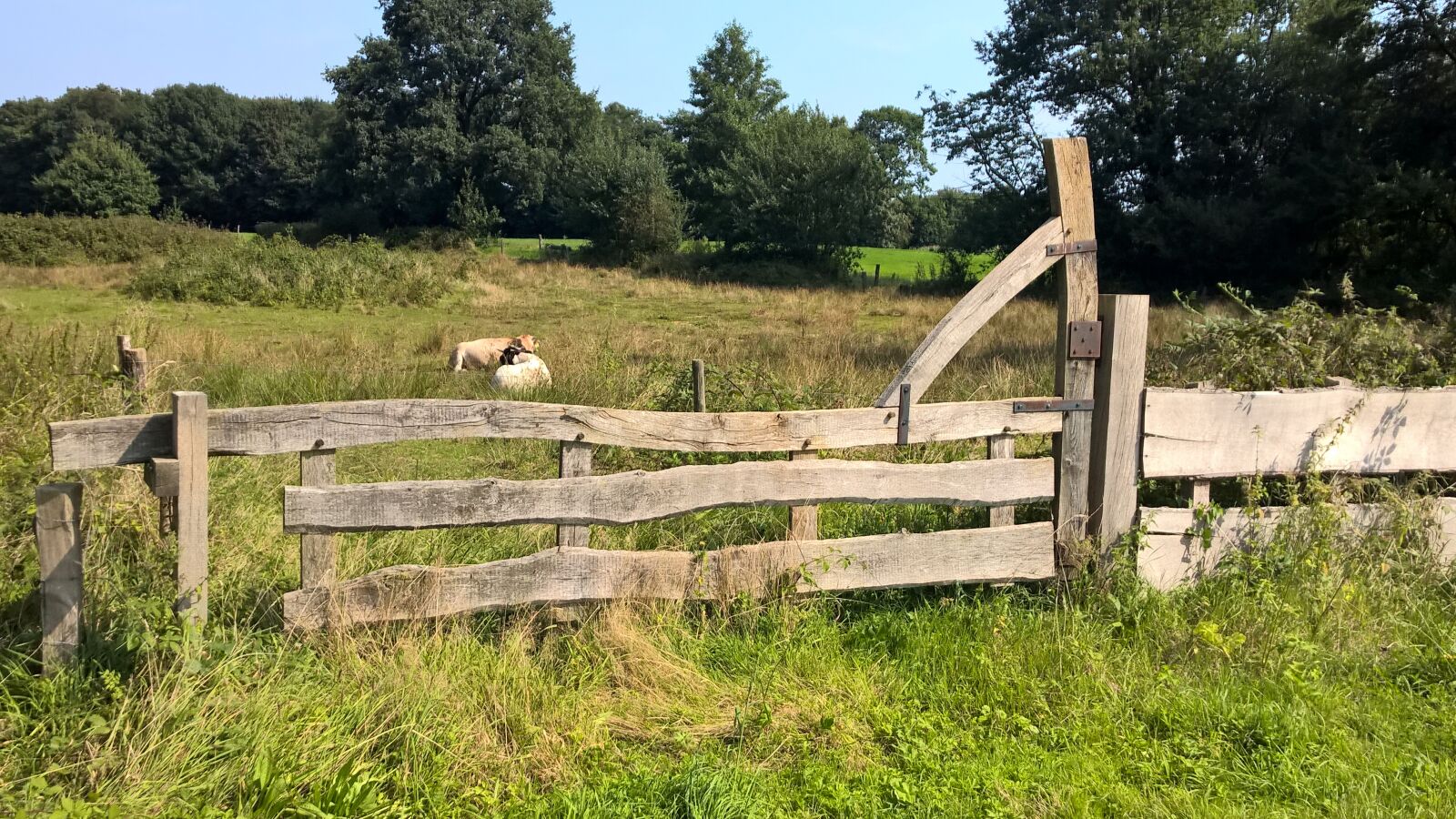 Nokia Lumia 1520 sample photo. Pasture, fence, cows photography