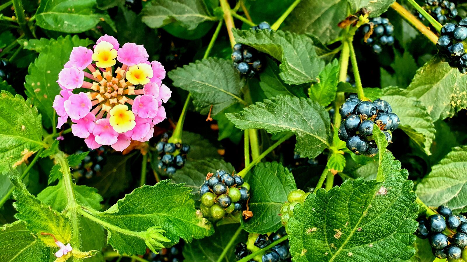 Samsung Galaxy S10e sample photo. Flower, fruit, yellow photography