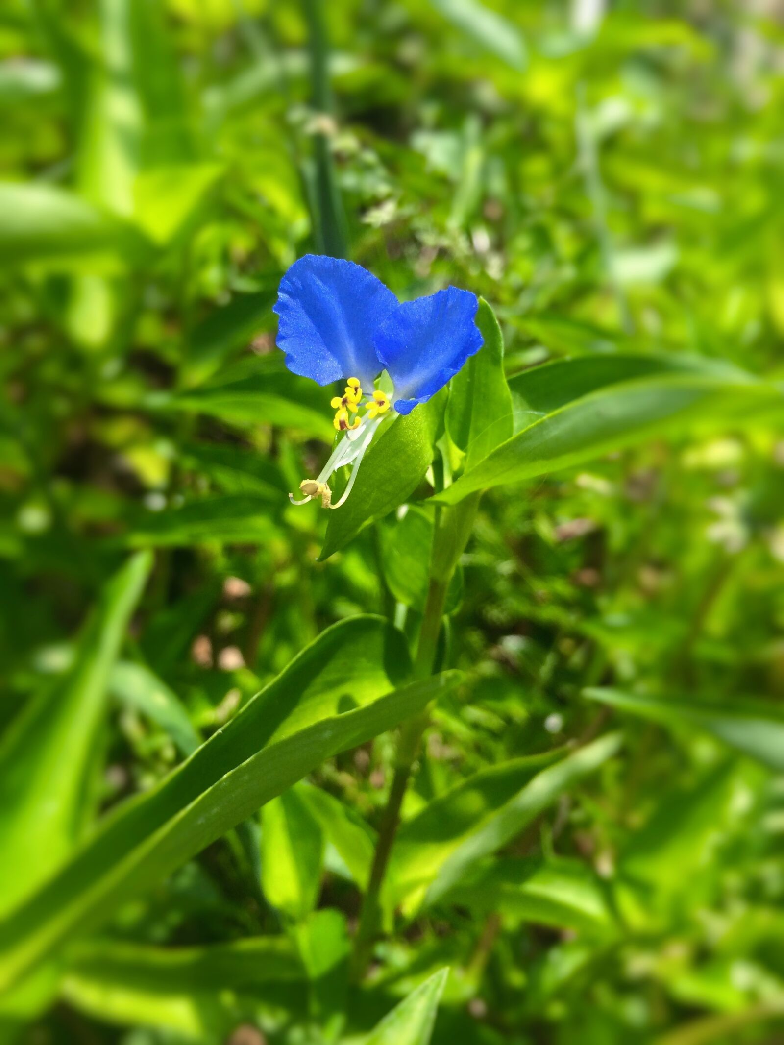 Apple iPhone 5s sample photo. Dayflower, flowers, blue photography
