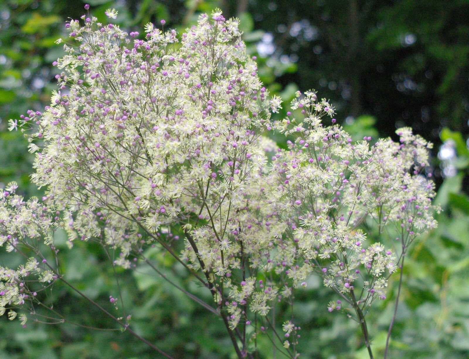 Pentax K-m (K2000) sample photo. Nature, color, flowers photography