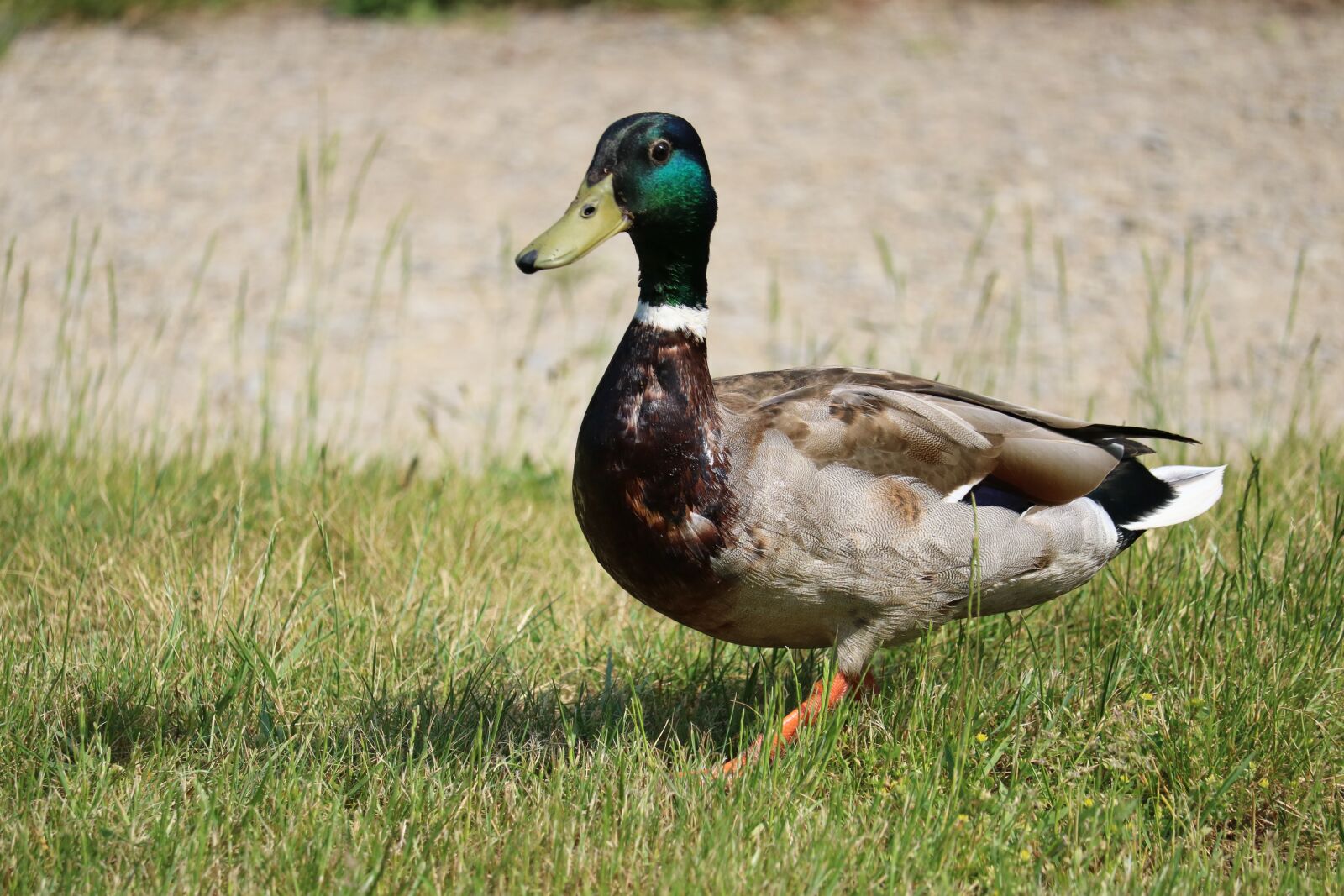 Canon EOS 750D (EOS Rebel T6i / EOS Kiss X8i) sample photo. Duck, meadow, bird photography