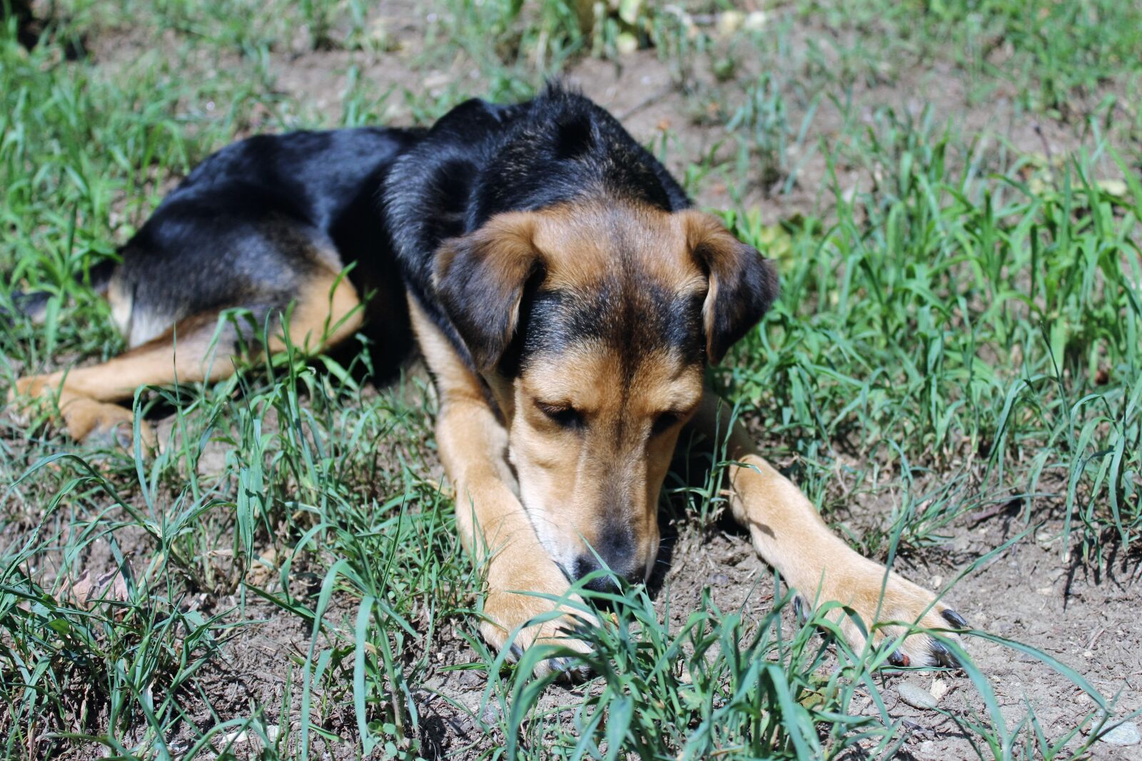 Canon EOS 1200D (EOS Rebel T5 / EOS Kiss X70 / EOS Hi) sample photo. Dog, grass, outside, rescue photography