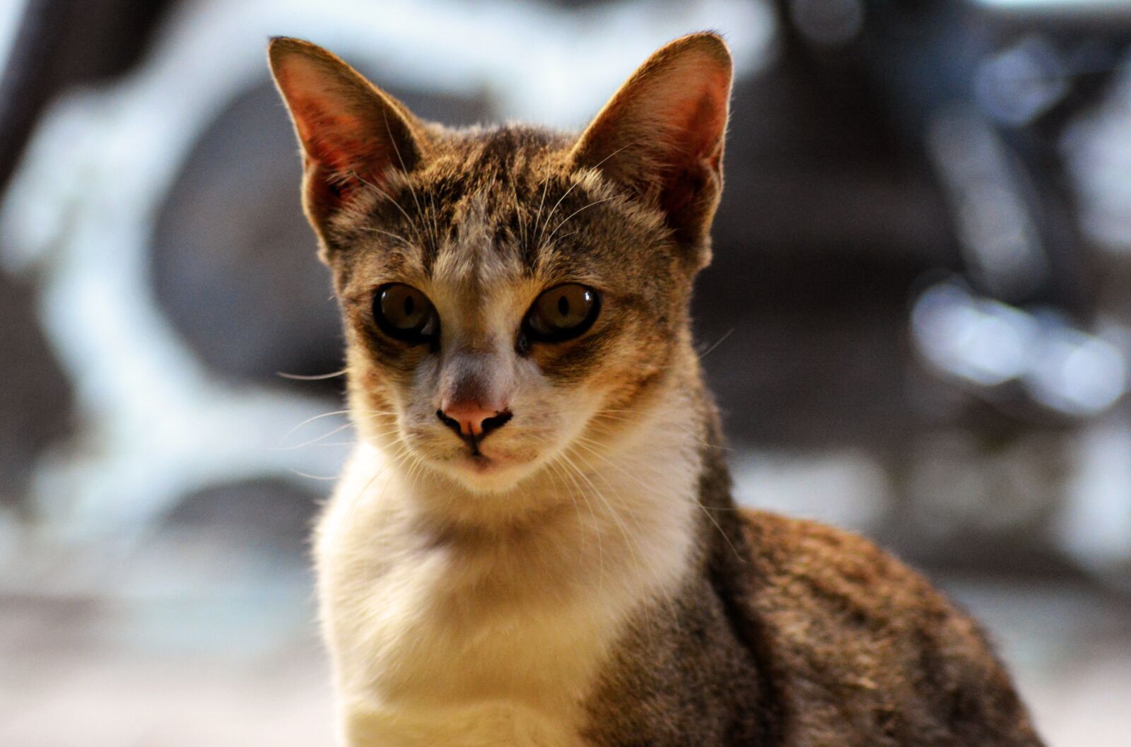Nikon D5200 sample photo. Cat, stray, animal photography