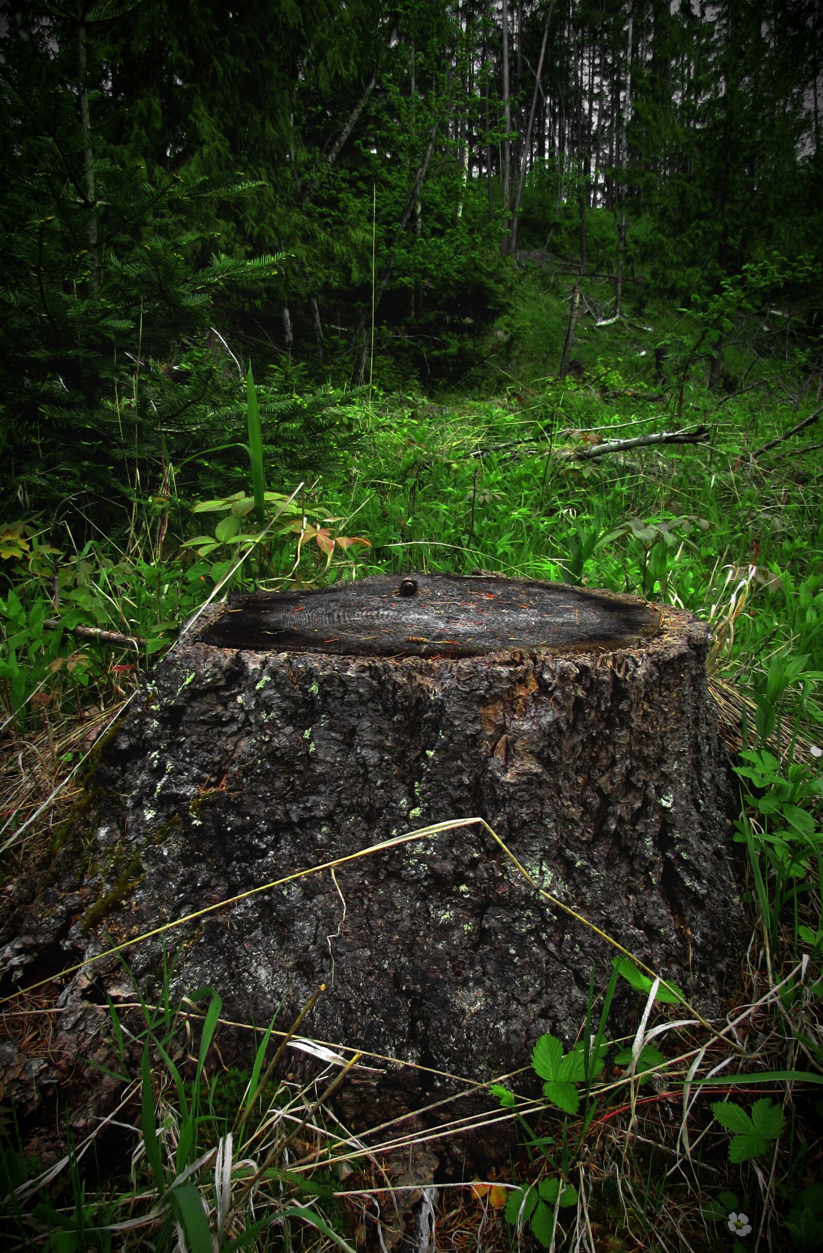Canon PowerShot SX530 HS sample photo. Stump, woods, wood photography
