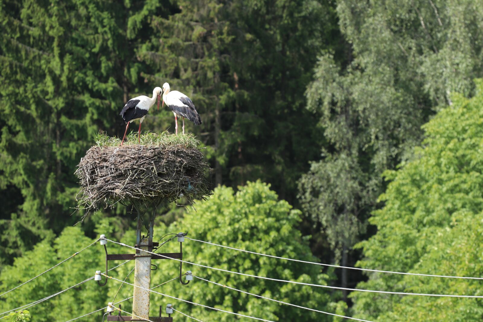 Canon EOS 80D + Canon EF 70-200mm F4L USM sample photo. Nature, stork, bird photography