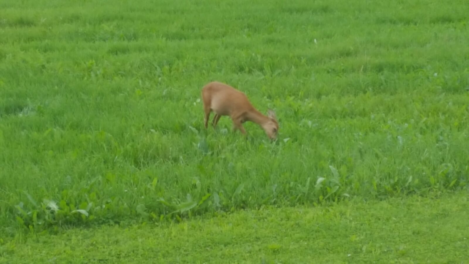 Samsung Galaxy S6 sample photo. Grass, roe deer, harmony photography