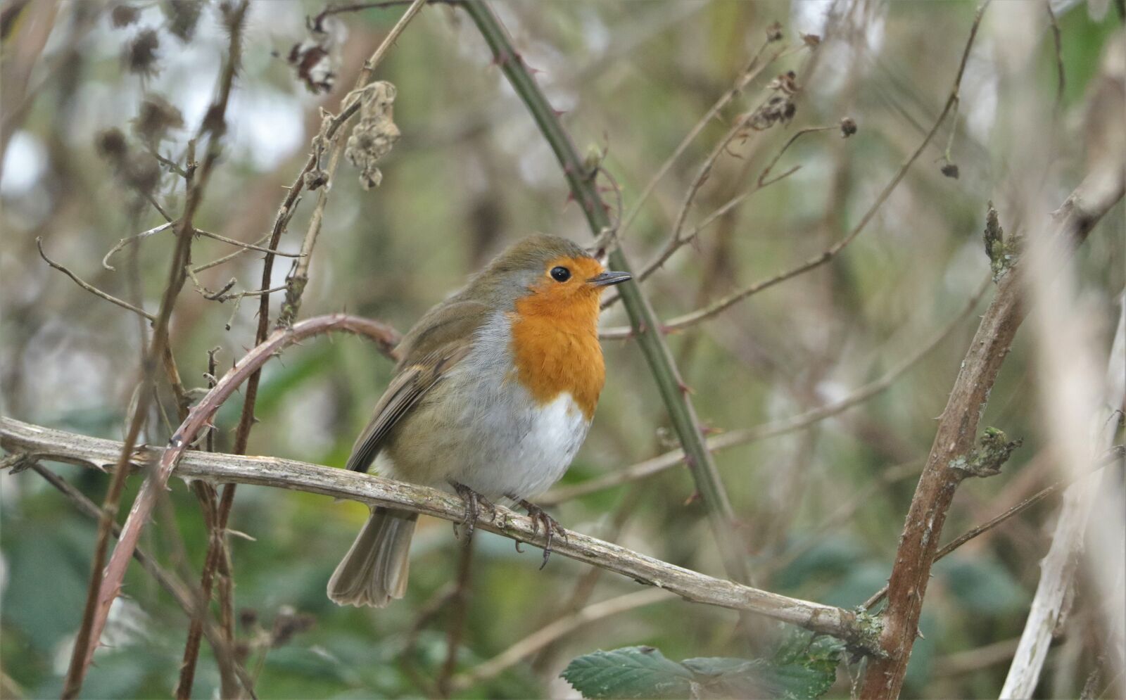 Canon EOS 7D Mark II sample photo. Robin, wildlife, bird photography