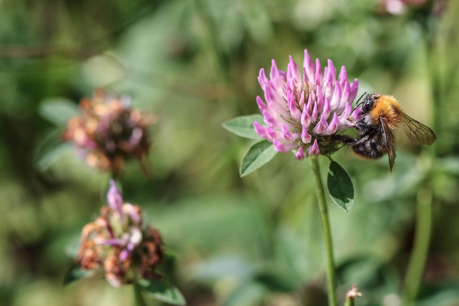 Canon EOS 7D Mark II sample photo. Bumblebee, insect, flower photography