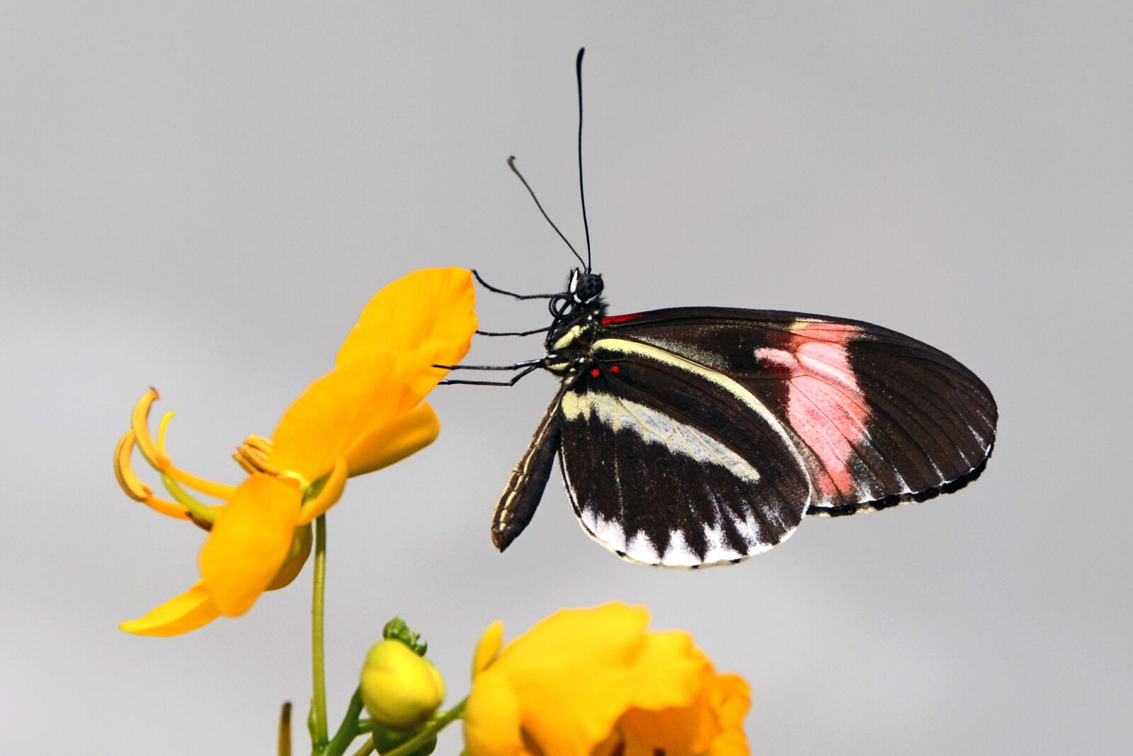 Nikon D7100 sample photo. Butterfly, insect, wing photography