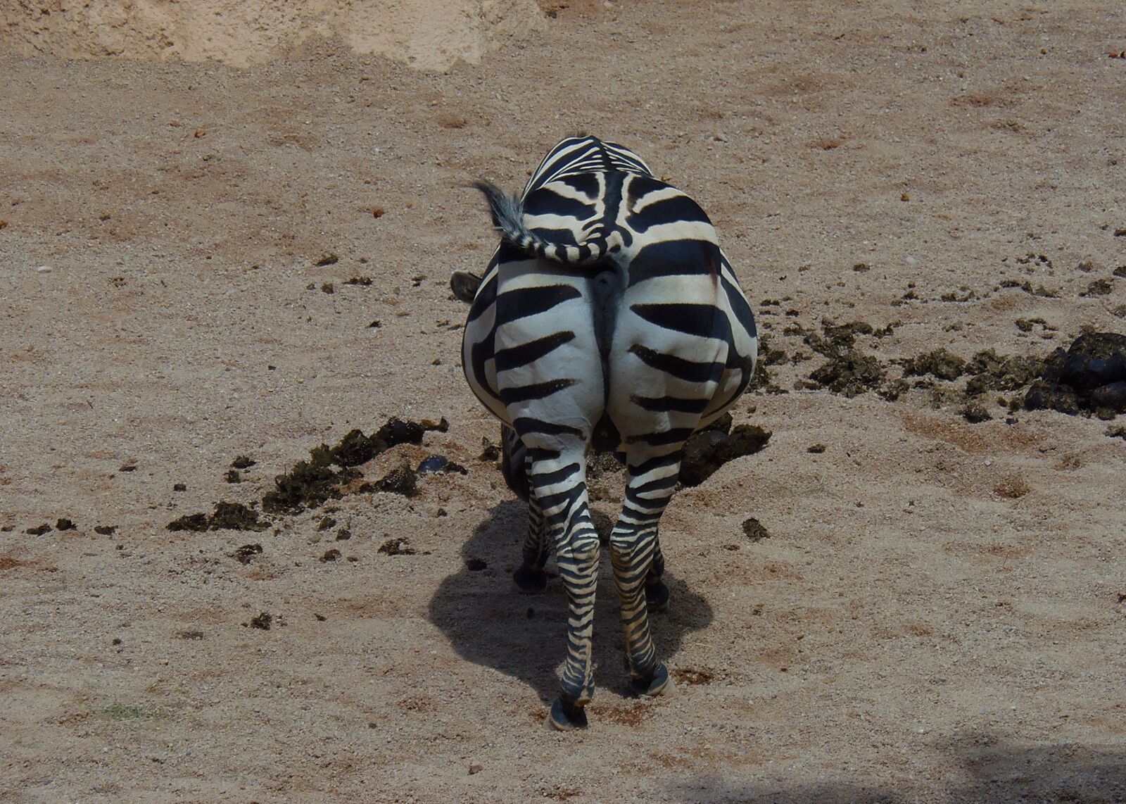 Olympus SP-810UZ sample photo. Zebra, animal, mammal photography