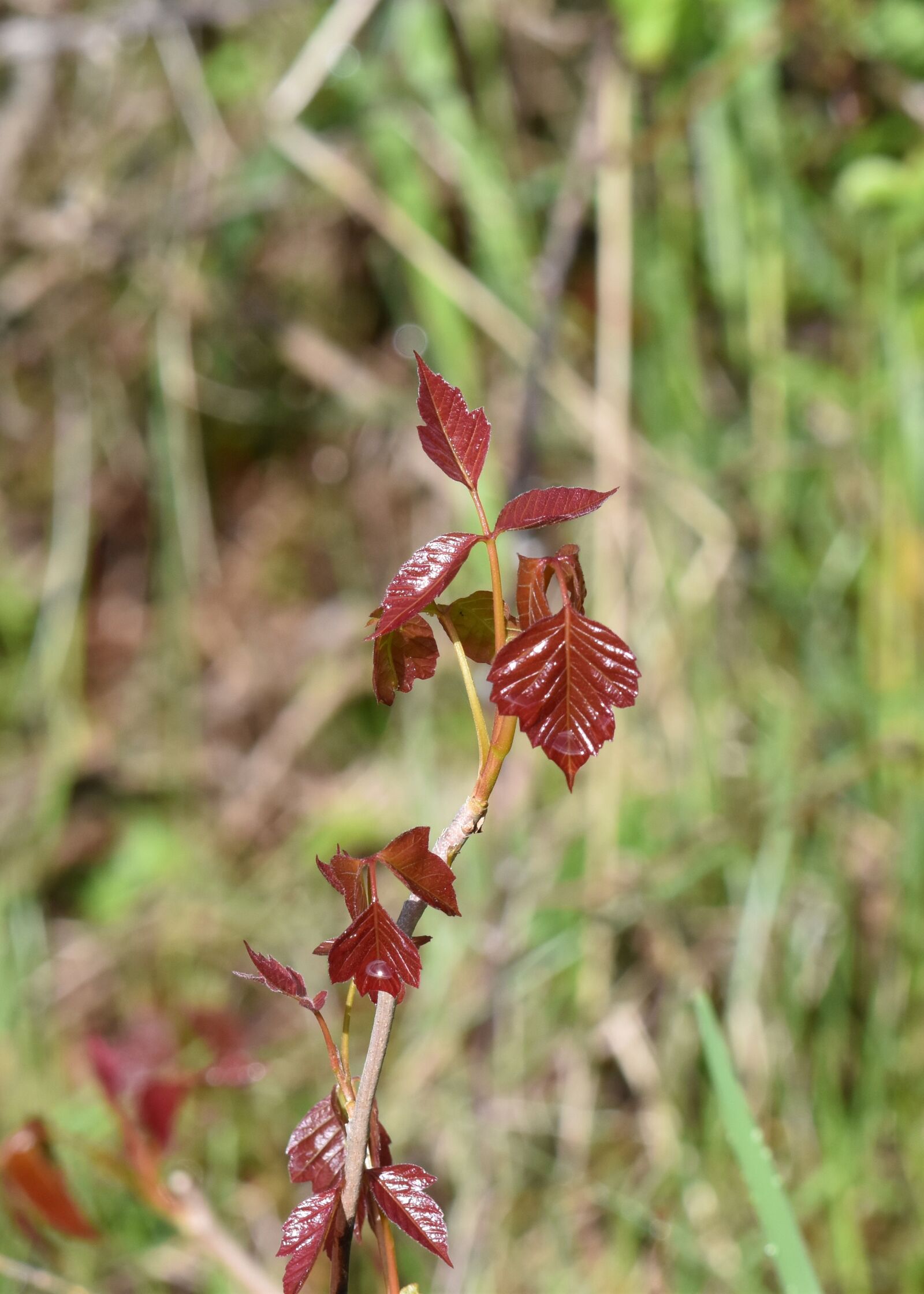 Nikon D5600 sample photo. Eastern poison ivy, shrub photography