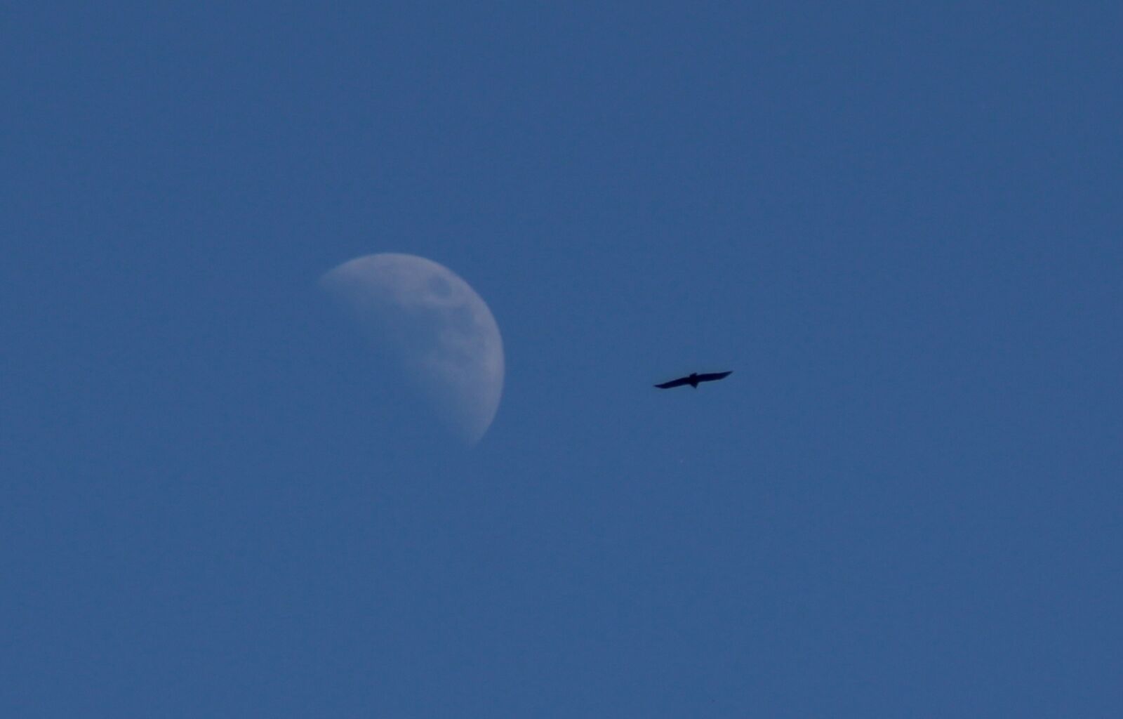 Canon EOS 700D (EOS Rebel T5i / EOS Kiss X7i) sample photo. Luna, birds, sky photography