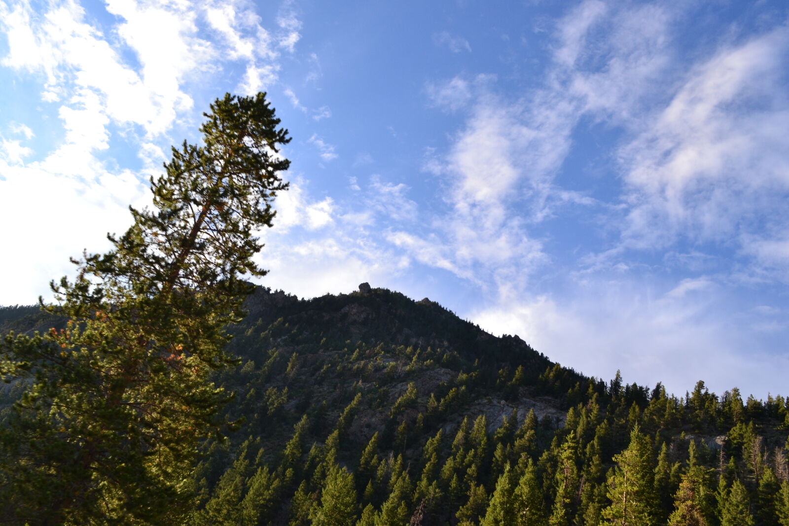 Nikon D3100 sample photo. Blue, sky, evergreen, tree photography