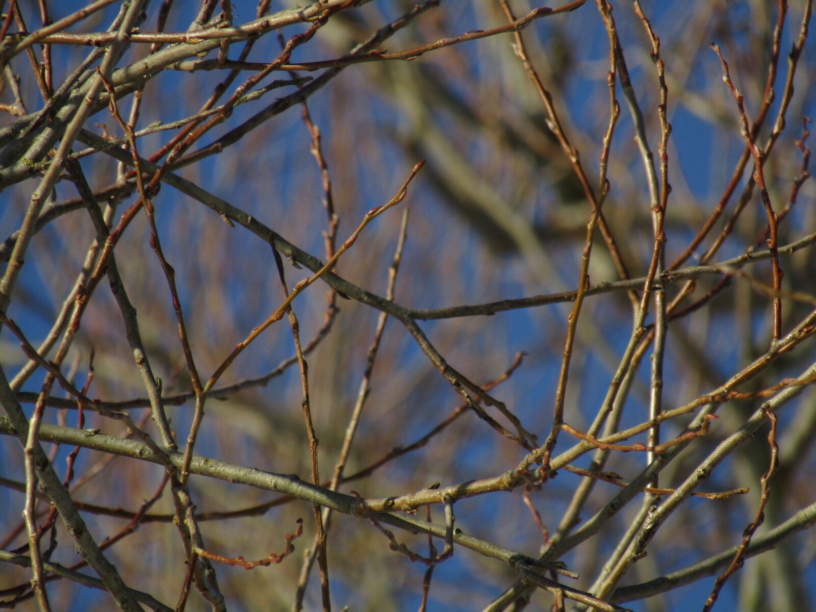 Canon PowerShot SX420 IS sample photo