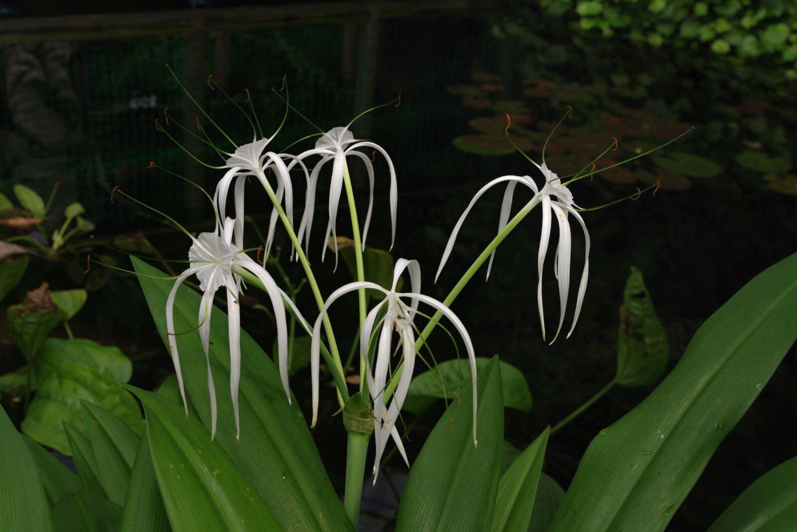 Pentax K-x sample photo. Flower, garden, white photography