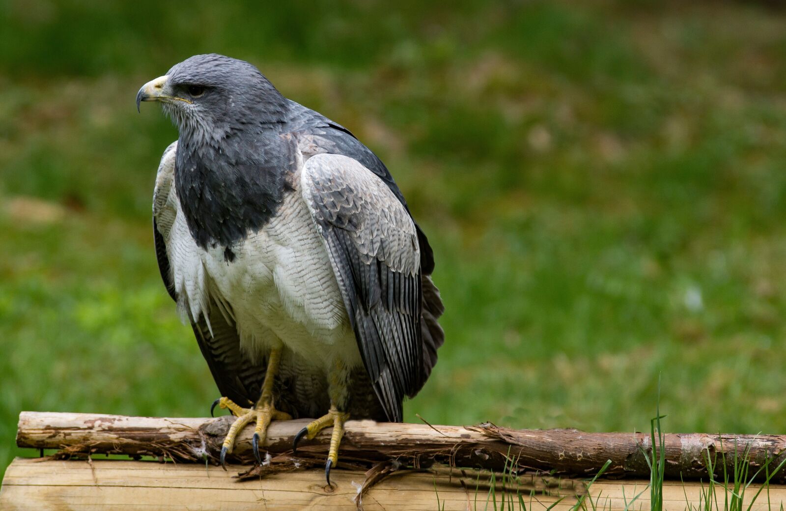 Sony SLT-A77 sample photo. Buzzard, bird, raptor photography