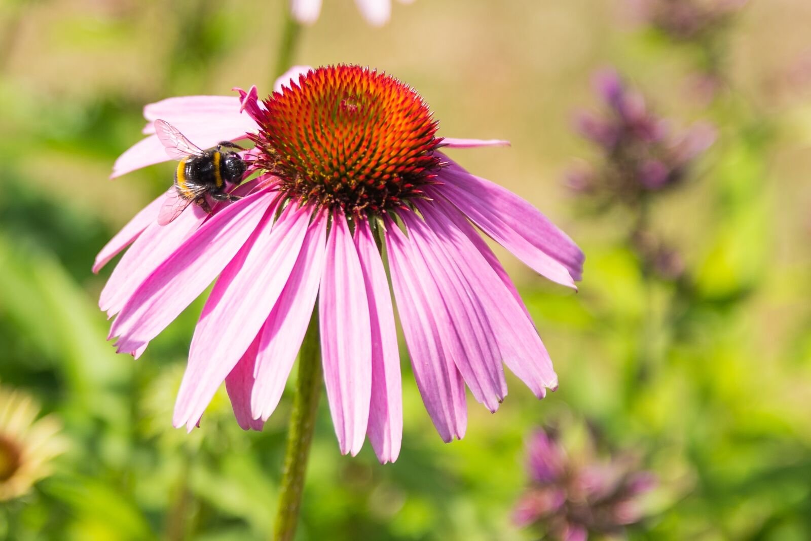 Sigma 17-50mm F2.8 EX DC HSM sample photo. Nature, flower, summer photography