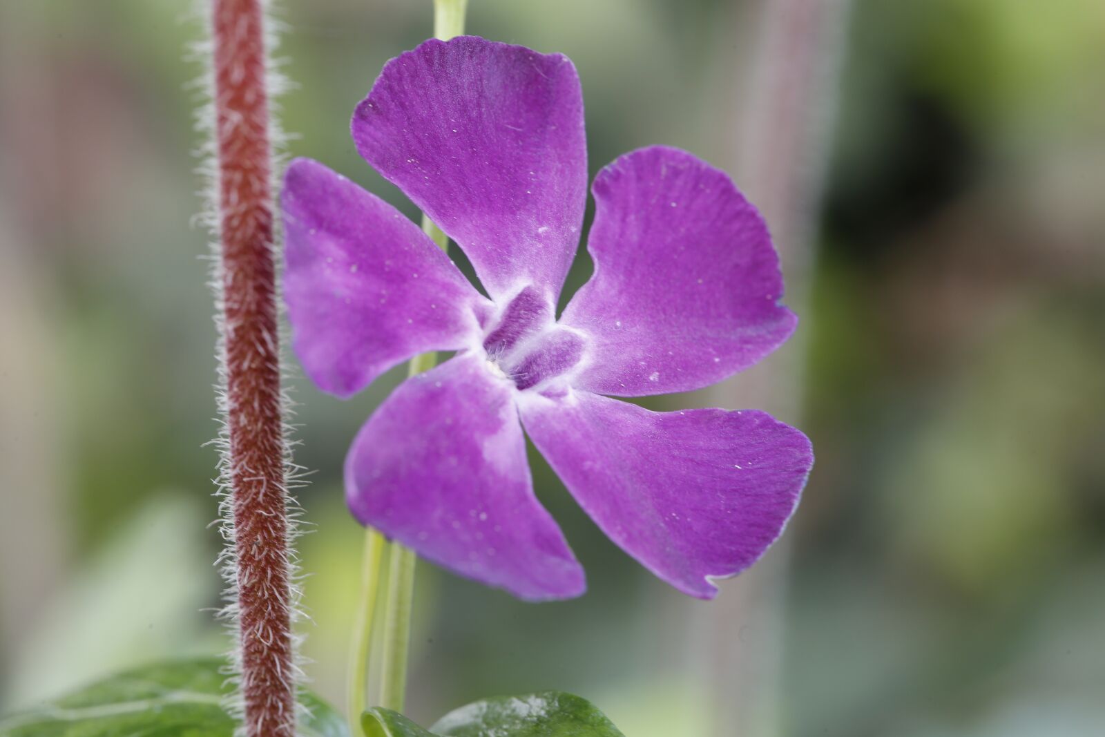 Canon EF 100mm F2.8L Macro IS USM sample photo. Flower, blossom, bloom photography