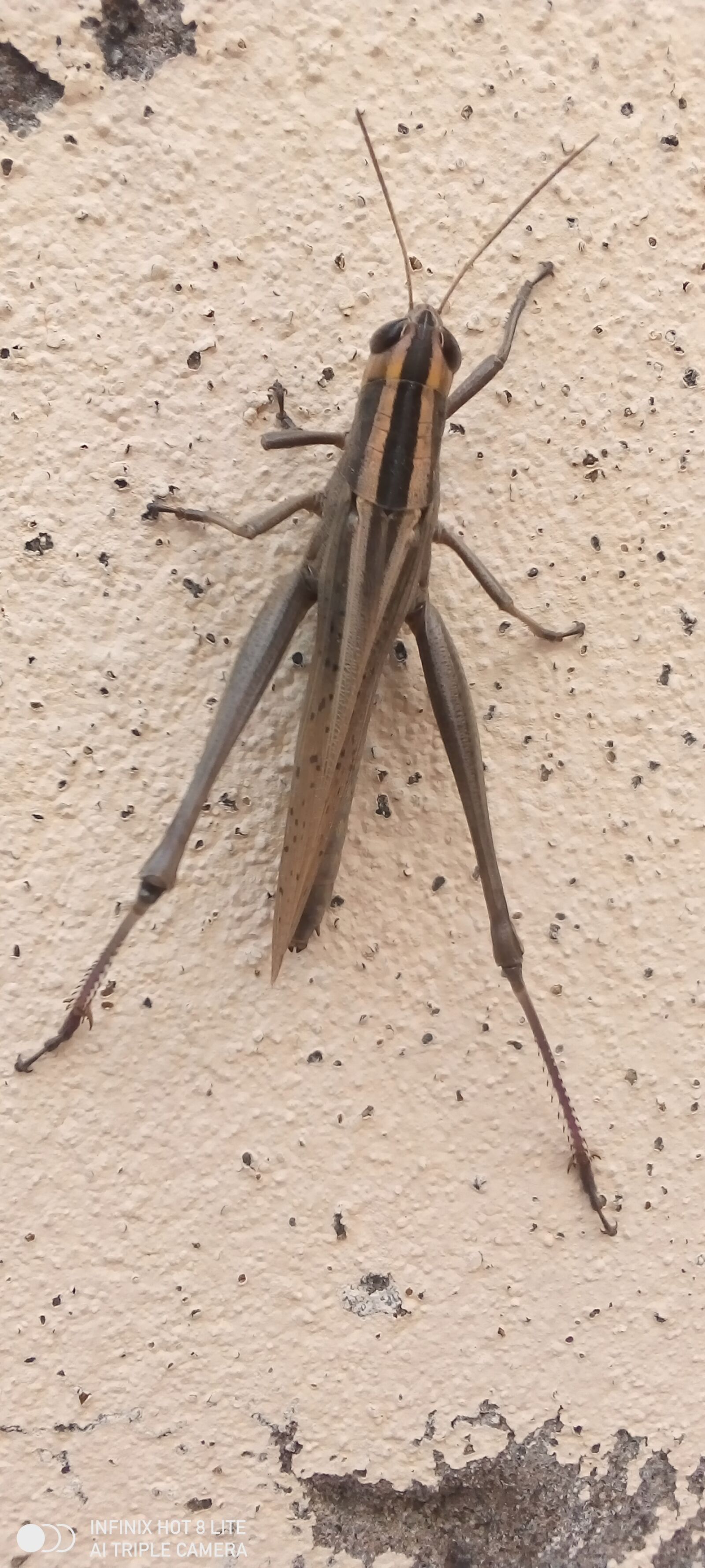 INFINIX MOBILITY LIMITED Infinix X650 sample photo. Insect, gross hopper, entomology photography