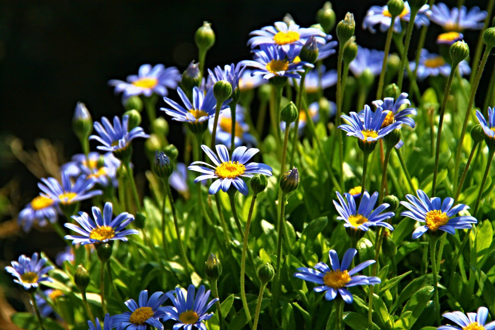 Canon EOS 500D (EOS Rebel T1i / EOS Kiss X3) sample photo. Flowers, shrub, blossom photography