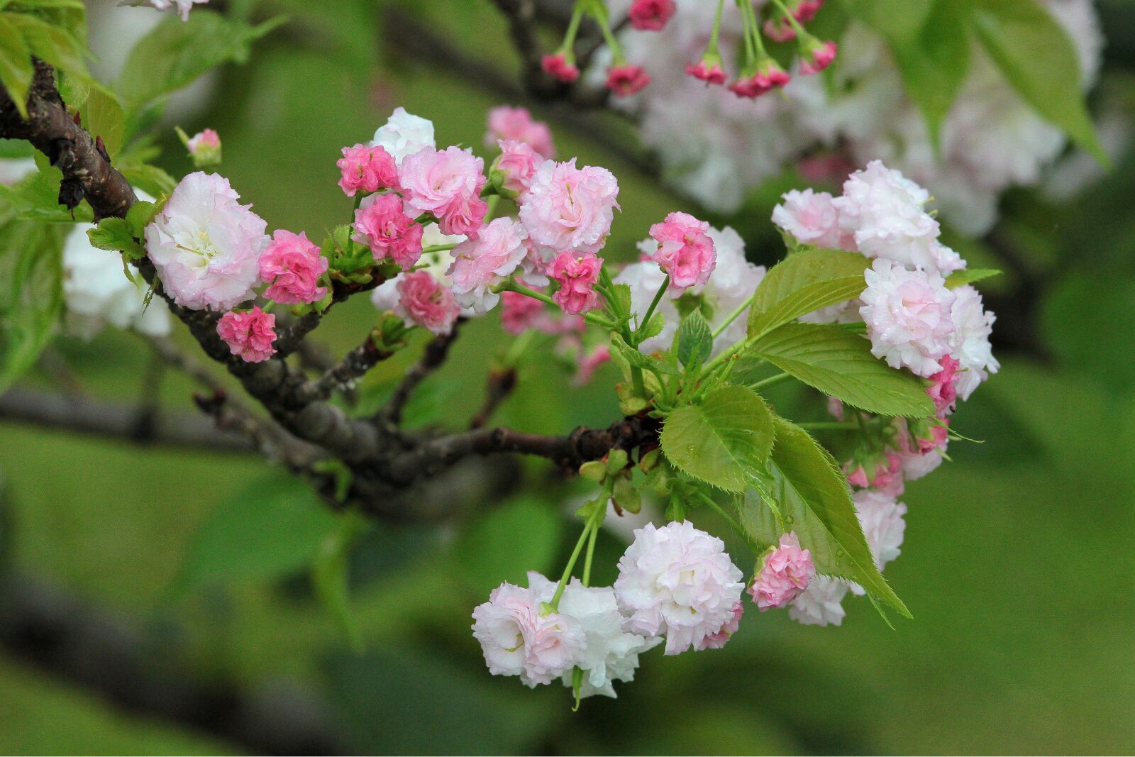 Canon EOS 500D (EOS Rebel T1i / EOS Kiss X3) sample photo. Plant, cherry blossoms, chrysanthemum photography