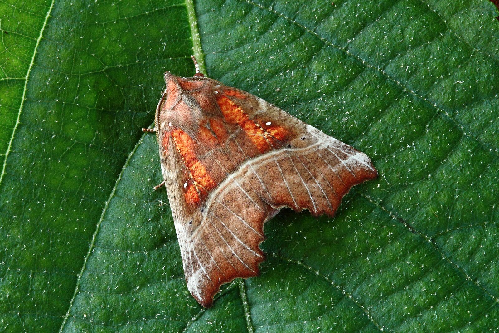 Canon EOS 500D (EOS Rebel T1i / EOS Kiss X3) sample photo. Moth, macro, insect photography