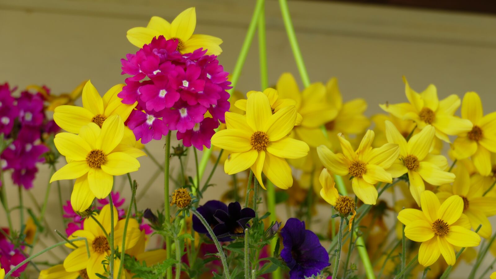 Panasonic Lumix DMC-FZ1000 sample photo. Flowers, garden, petals photography