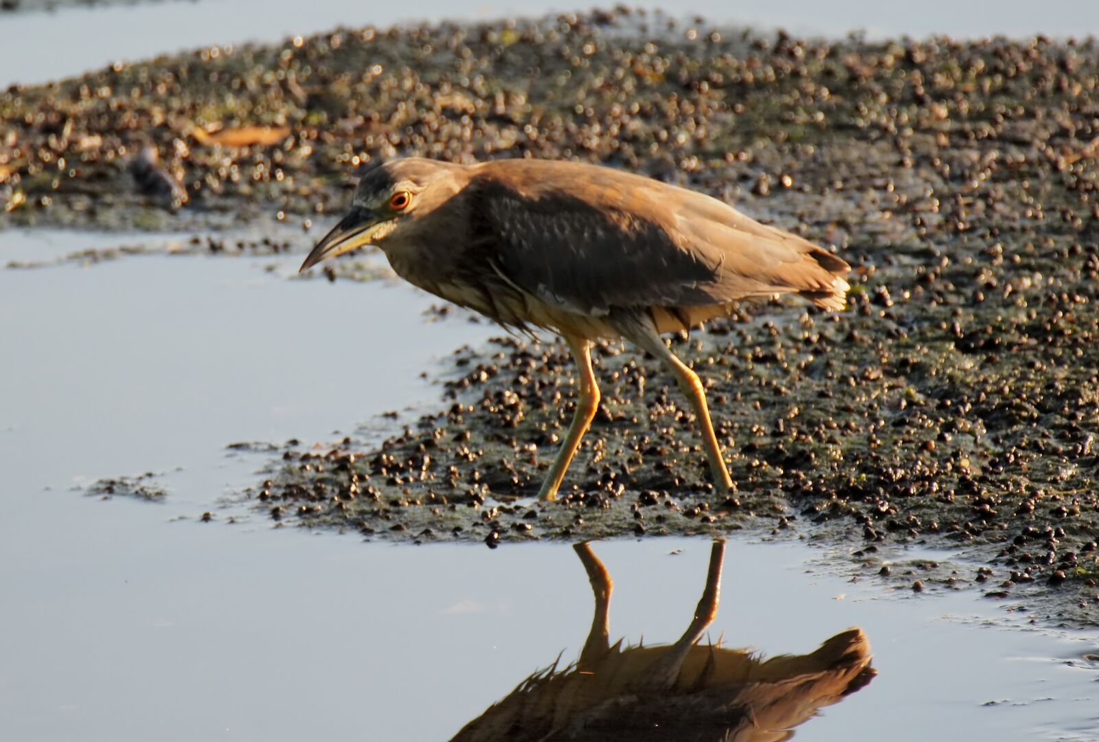 Olympus OM-D E-M1 sample photo. Heron, wild, wildlife photography