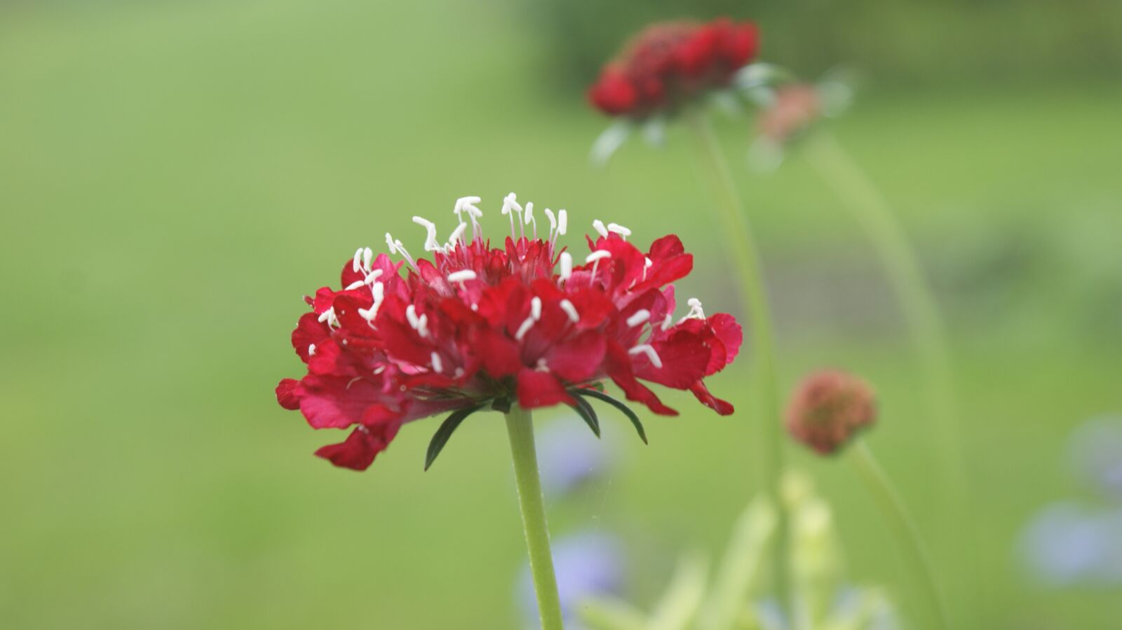 Sony Alpha DSLR-A350 sample photo. Red, flower, garden photography