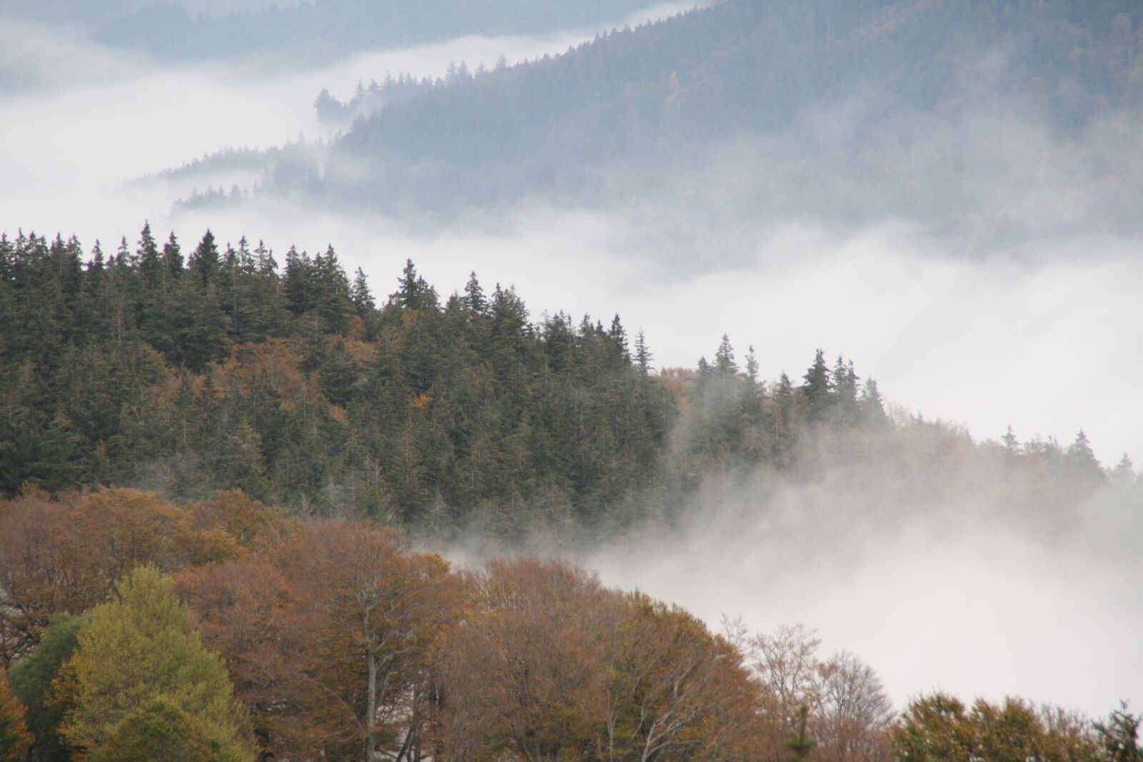 Canon EOS 1000D (EOS Digital Rebel XS / EOS Kiss F) sample photo. Fog, landscape, nature photography