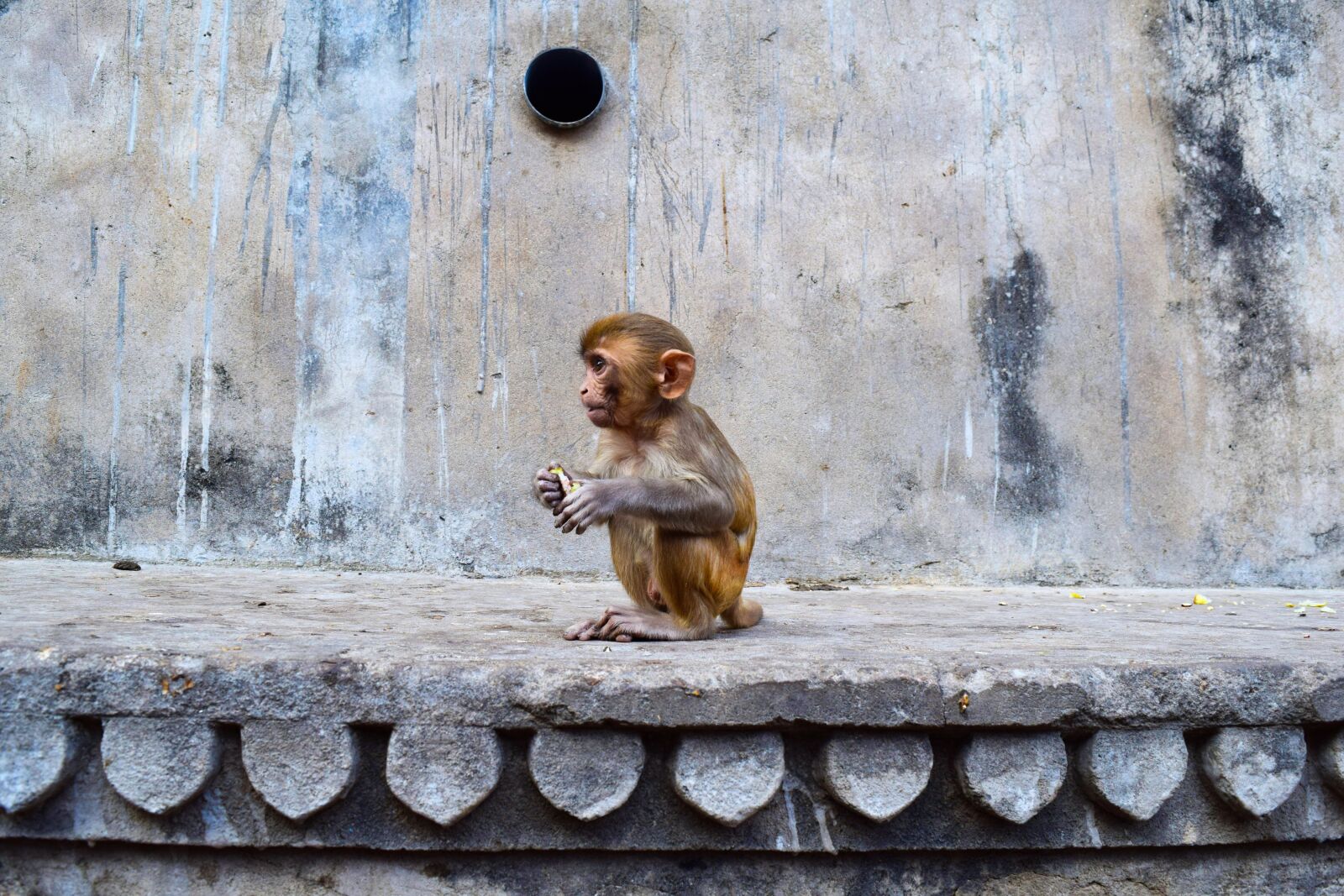 Nikon D3300 sample photo. Jaipur, india, monkey photography