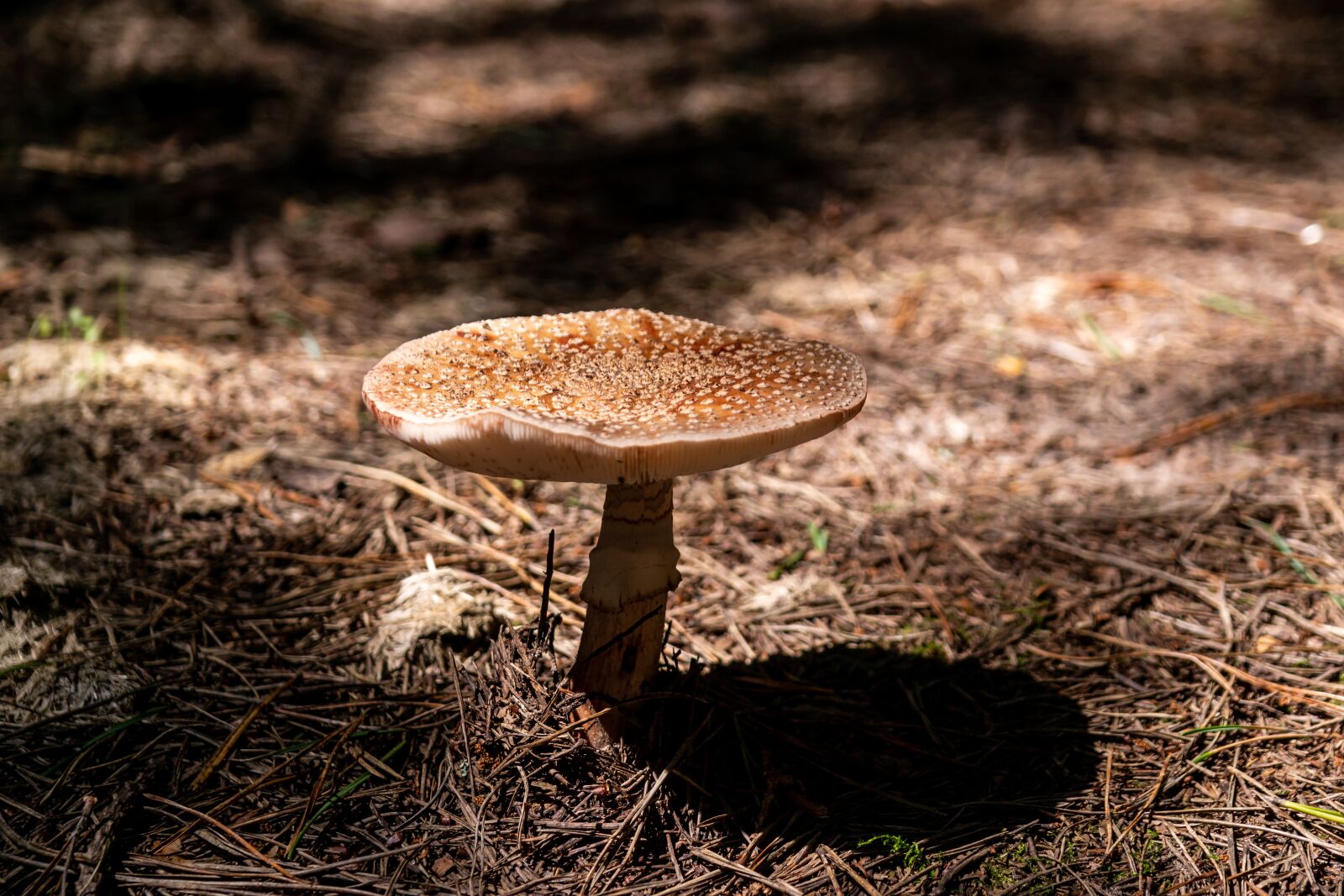 Samsung NX 18-55mm F3.5-5.6 OIS sample photo. Mushroom, forest, nature photography