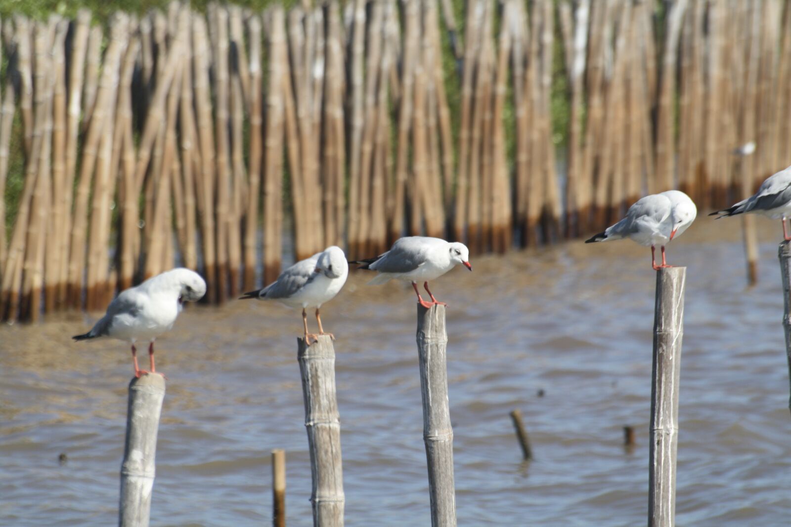 Canon EOS 1000D (EOS Digital Rebel XS / EOS Kiss F) sample photo. Seagulls, birds, animal photography