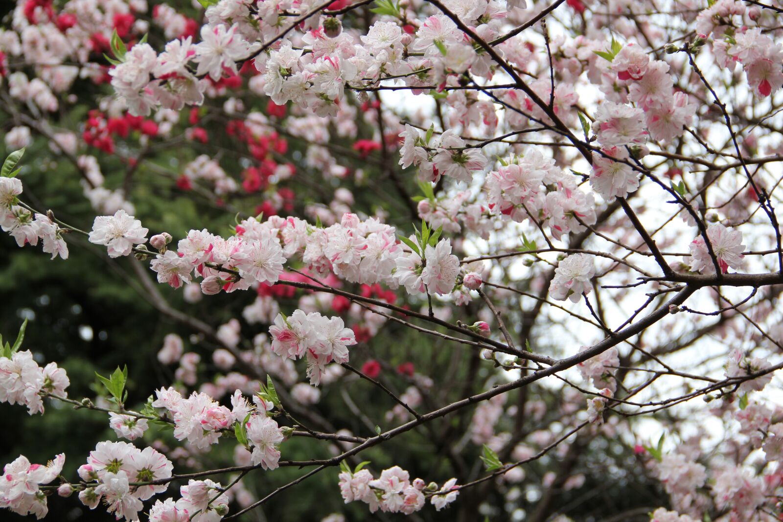 Canon EOS 550D (EOS Rebel T2i / EOS Kiss X4) sample photo. Sakura, spring, tokyo photography