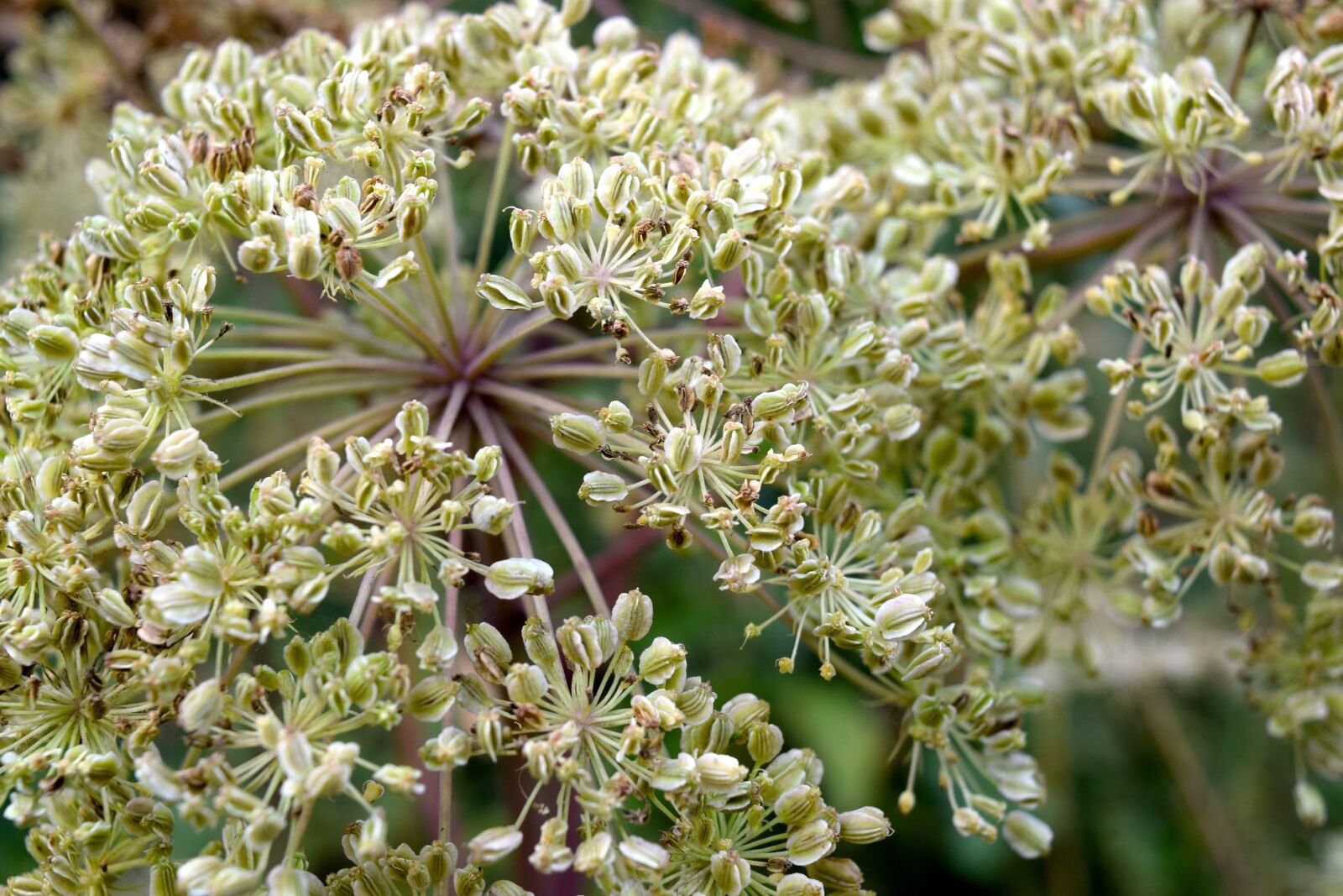 Nikon D5300 sample photo. Plant, seeds was, angelica photography