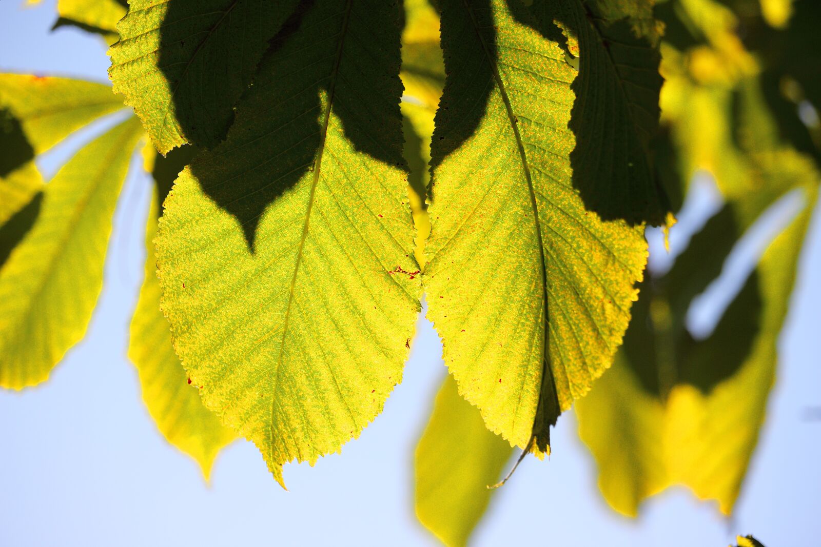 Canon EF-S 55-250mm F4-5.6 IS STM sample photo. Leaves, autumn, colors photography