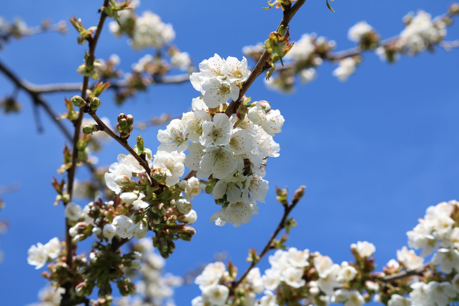 Canon EF-S 55-250mm F4-5.6 IS STM sample photo. Cherry tree, blossom, bloom photography