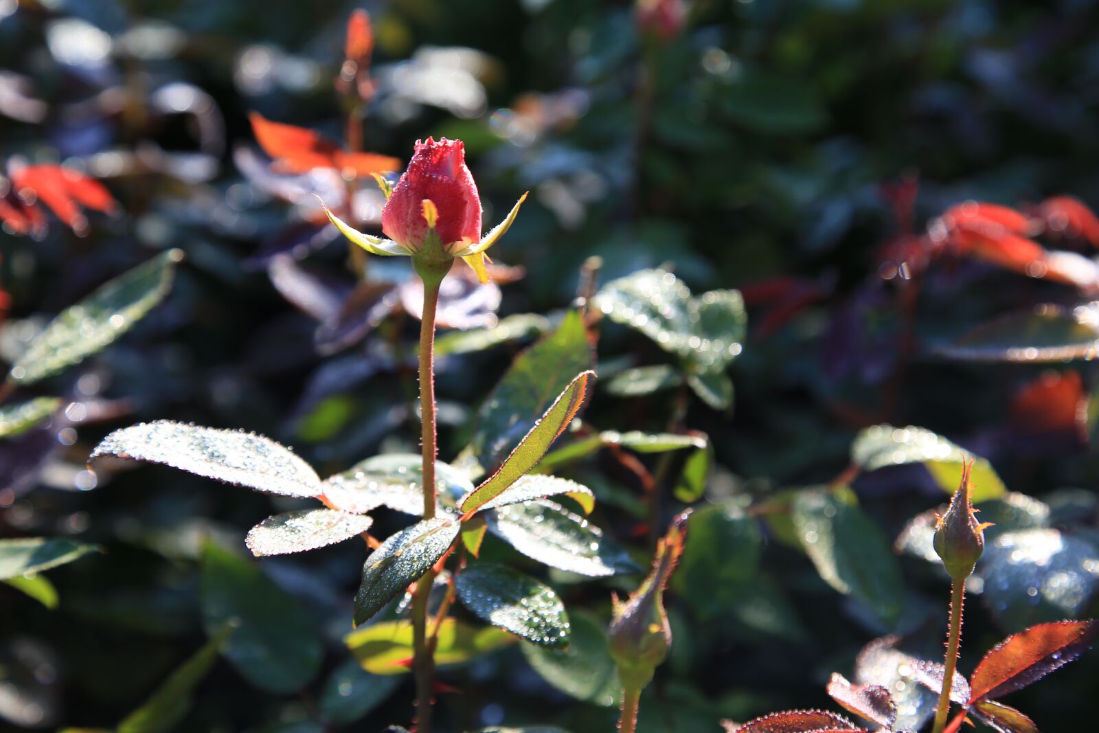 Canon EOS 6D + Canon EF 24-105mm F4L IS USM sample photo. Rose, flowers, romance photography