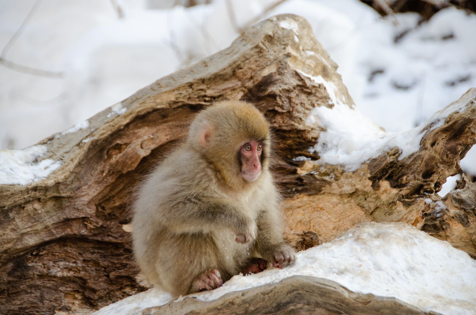 Nikon D5100 sample photo. Snow monkey, japanese macaque photography
