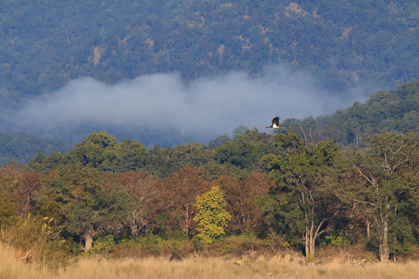 Canon EF 70-300mm F4-5.6 IS USM sample photo. Black stork, misty forest photography