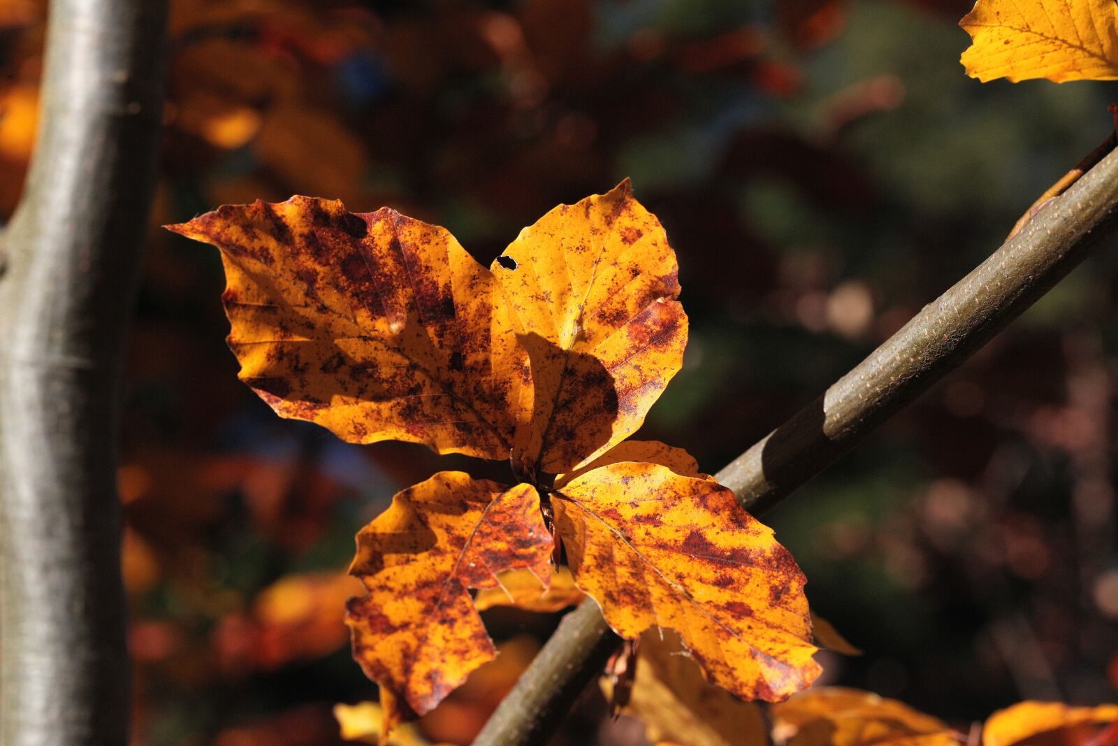 Canon EOS 5D Mark II sample photo. Foliage, zesch e list photography