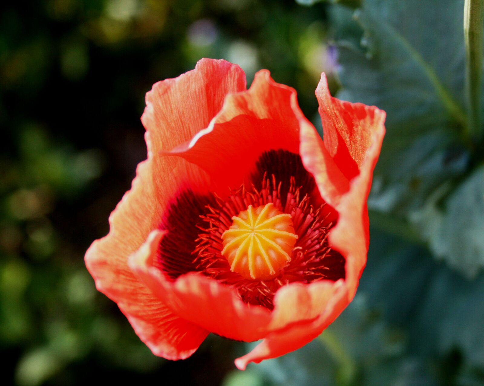 Canon EOS 400D (EOS Digital Rebel XTi / EOS Kiss Digital X) sample photo. Poppy, flower, open photography