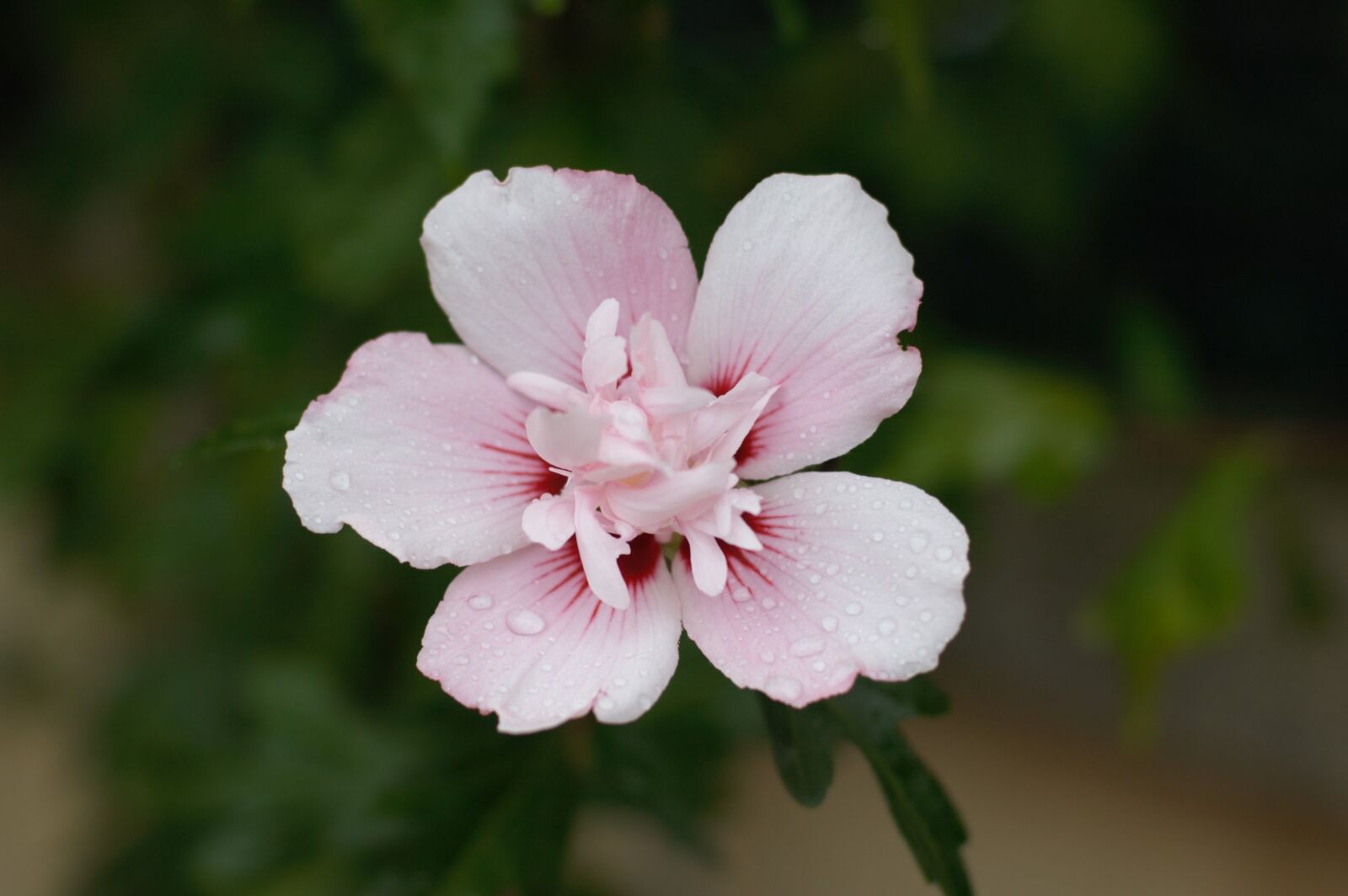 Nikon D70 sample photo. Flower, hibiscus, rain photography