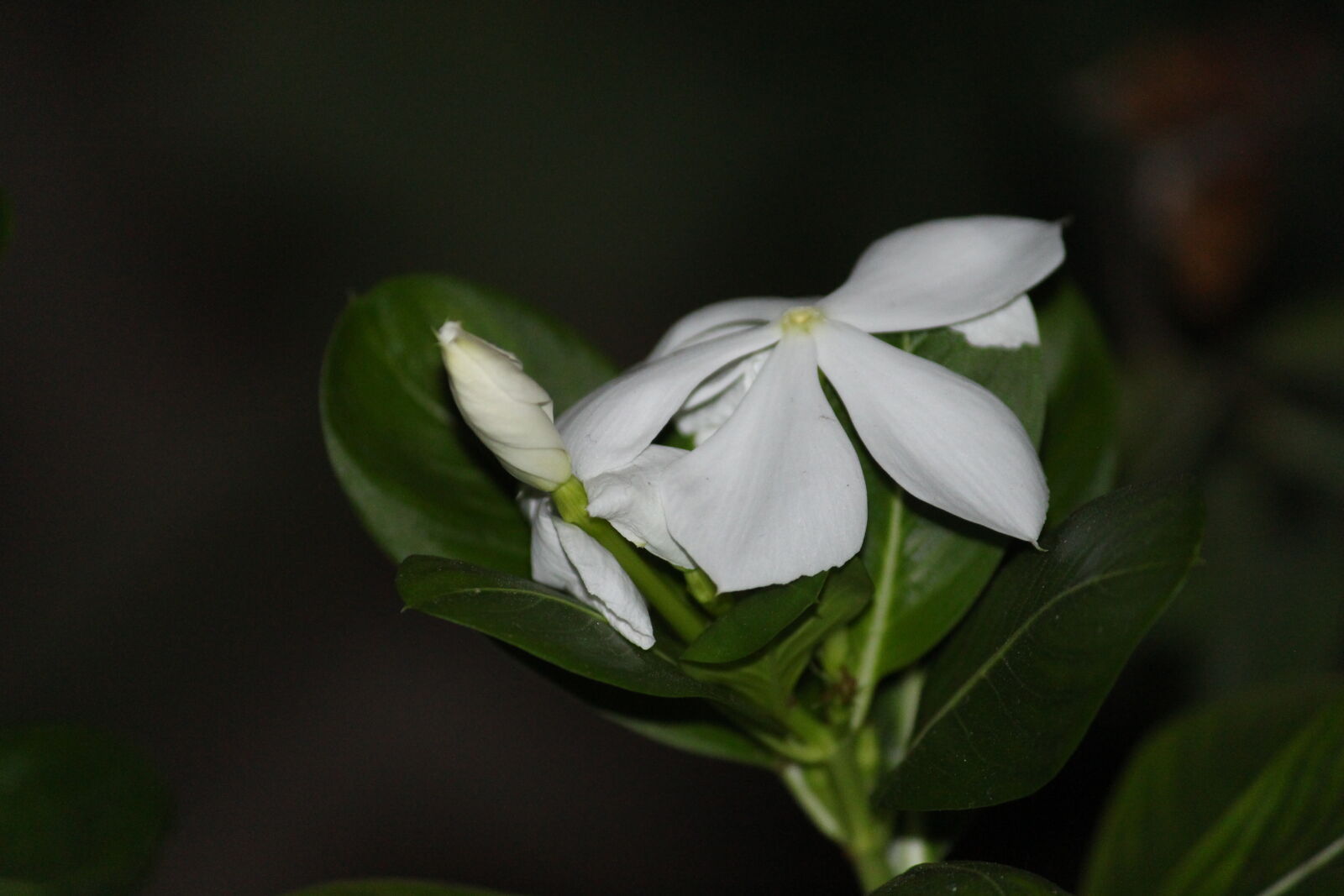 Canon EOS 700D (EOS Rebel T5i / EOS Kiss X7i) sample photo