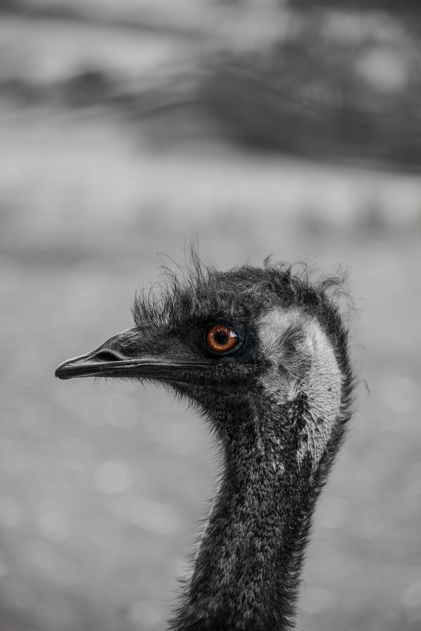 Nikon D3400 sample photo. Animal, bird, beak photography
