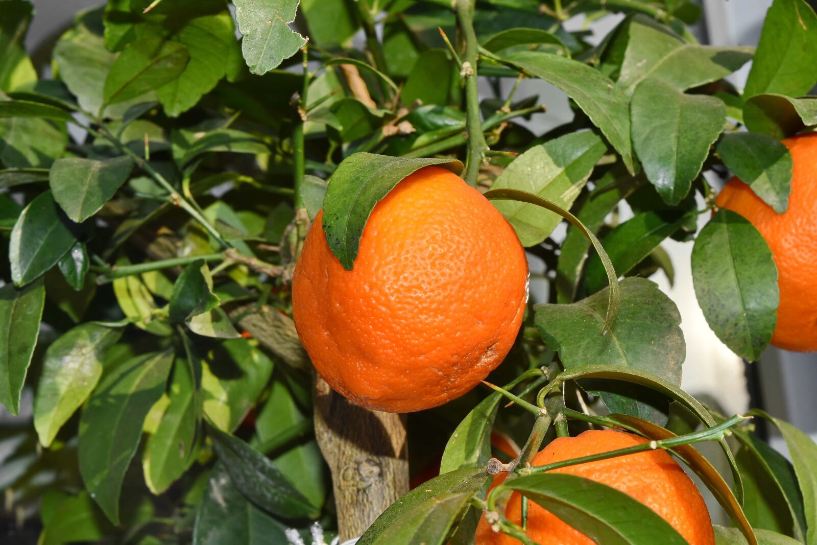 Nikon D5500 sample photo. Tropical, orange, healthy, tangerine photography